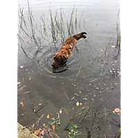 Chesapeake King Tide image